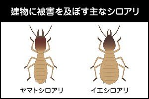 建物に被害を及ぼす主なシロアリ ヤマトシロアリ イエシロアリ